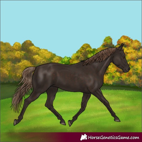 Horse Color:Liver Chestnut 