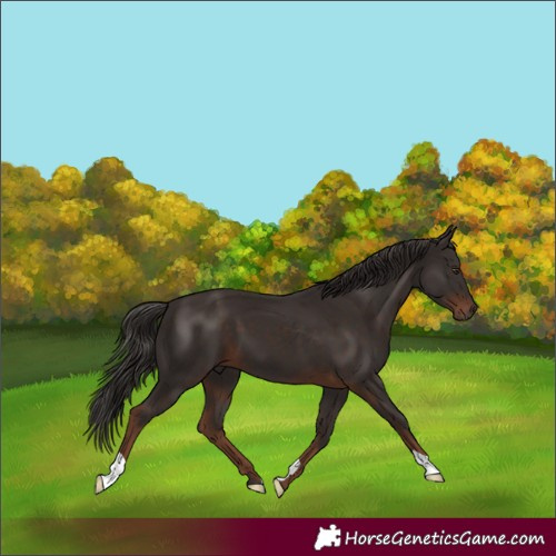 Horse Color:Liver Chestnut 
