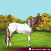 Horse Color:Chestnut Tobiano Near Fewspot and Bay Tobiano Near Fewspot