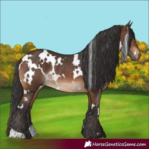 Horse Color:White Spotted Brown Rabicano 