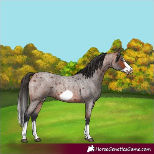 Horse Color:Unknown 