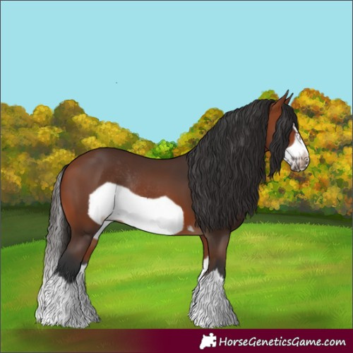 Horse Color:Bay Splash Frame Rabicano 