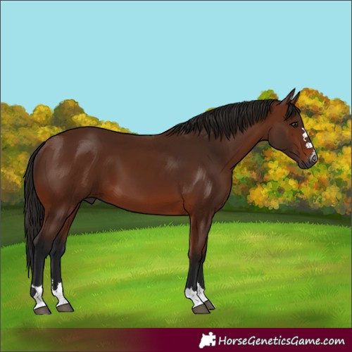 Horse Color:Gray Bay 