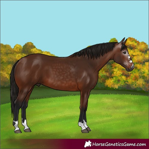 Horse Color:Gray Bay