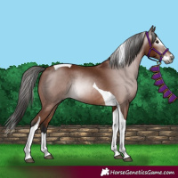 Horse Color:Gray Bay Splash Tobiano