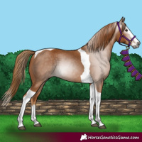 Horse Color:Gray Chestnut Splash Tobiano 