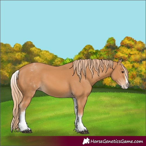 Horse Color:White Spotted Chestnut Splash 
