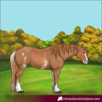 Horse Color:White Spotted Chestnut Splash 