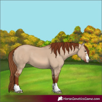 Horse Color:Red Dun 