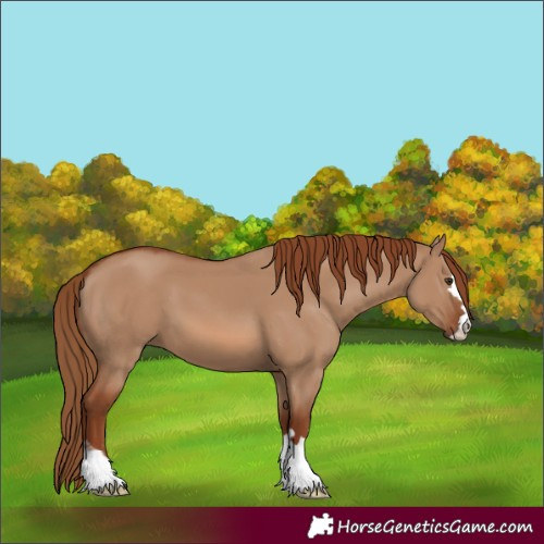 Horse Color:Red Dun