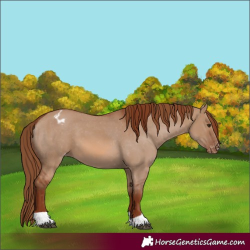 Horse Color:Red Dun Appaloosa  and Red Dun Appaloosa 