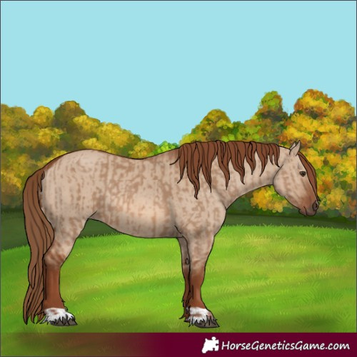 Horse Color:Red Dun  and Red Dun Rabicano 