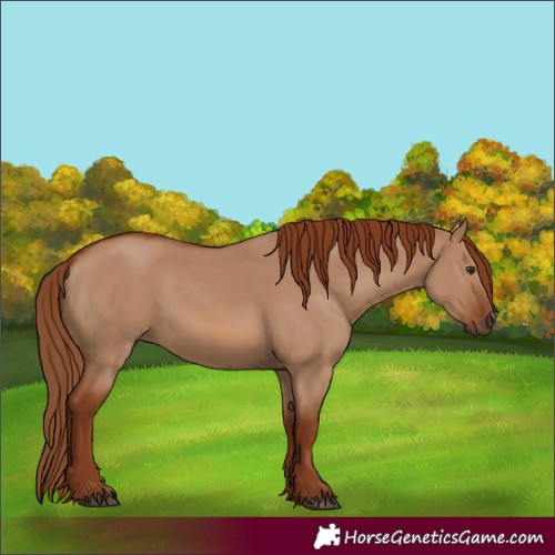 Horse Color:Red Dun 