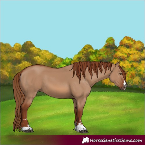 Horse Color:Red Dun 