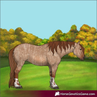Horse Color:Red Dun and Red Dun