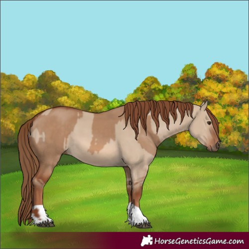 Horse Color:Red Dun  and Red Dun 