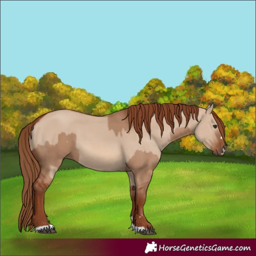 Horse Color:Red Dun and Red Dun