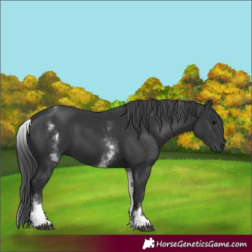 Horse Color:White Spotted Black 