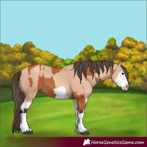 Horse Color:Bay Splash Frame  and Amber Champagne Splash Frame 