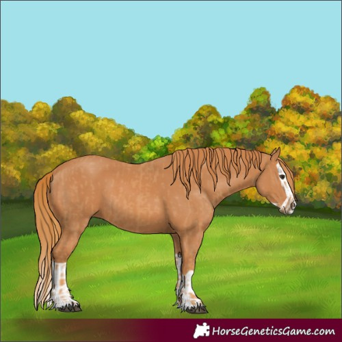 Horse Color:Chestnut  and Chestnut Splash 