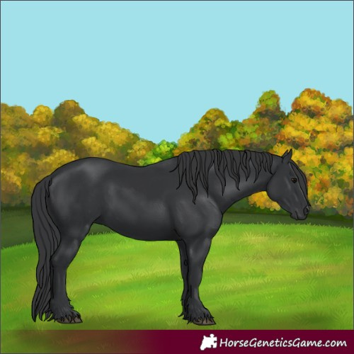 Horse Color:Black 
