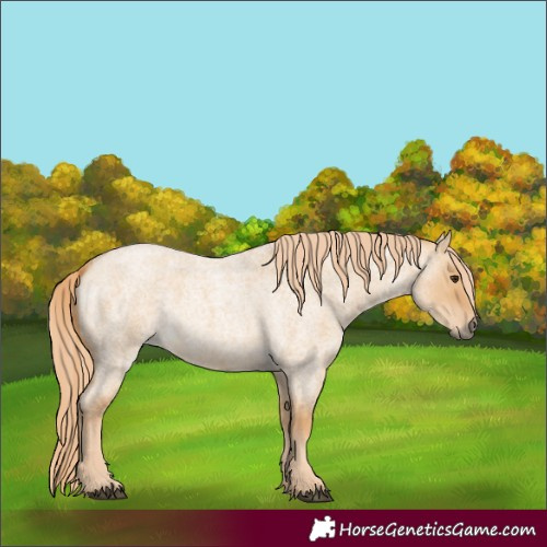Horse Color:Red Dun Roan 