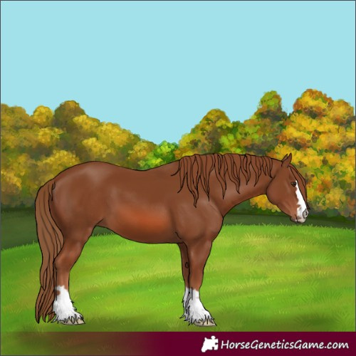 Horse Color:Chestnut 