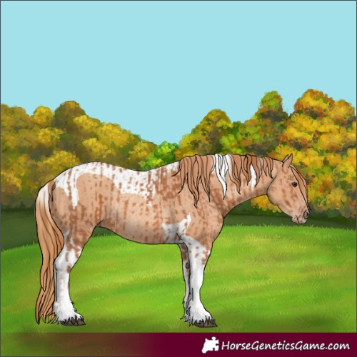 Horse Color:Chestnut Tobiano Rabicano  and Gold Champagne Tobiano Rabicano 