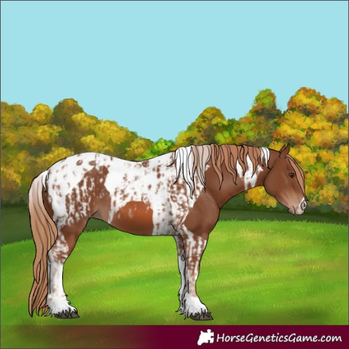 Horse Color:Chestnut Tobiano Appaloosa and Chestnut Tobiano