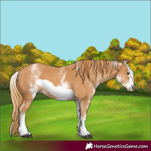 Horse Color:White Spotted Chestnut Frame 