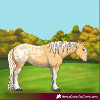 Horse Color:Palomino Tobiano Blanket and Palomino Tobiano Blanket