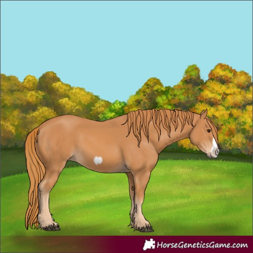 Horse Color:Chestnut Frame 