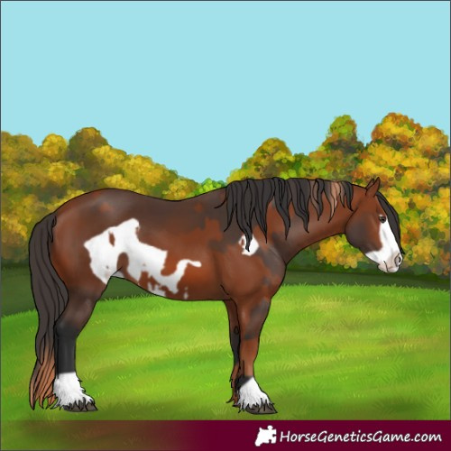 Horse Color:Chestnut Frame and Bay Frame