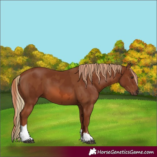 Horse Color:Chestnut  and Chestnut 