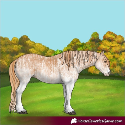Horse Color:White Spotted Chestnut  and White Spotted Chestnut 