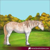 Horse Color:White Spotted Chestnut and White Spotted Chestnut