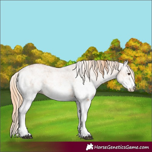 Horse Color:White Spotted Chestnut 