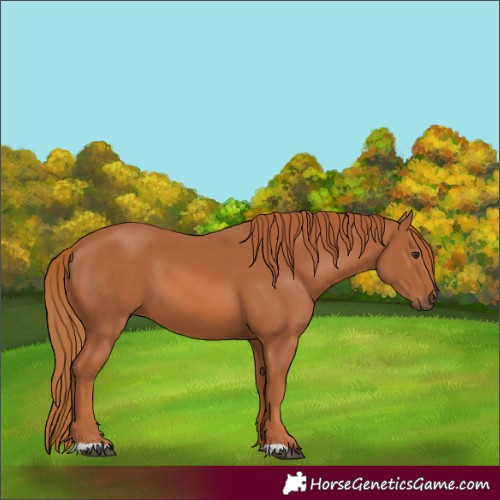 Horse Color:Chestnut 