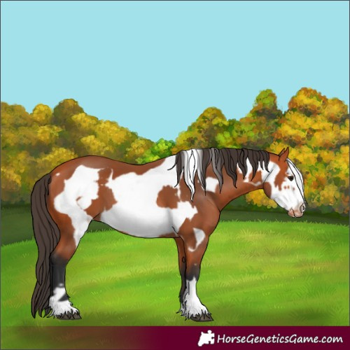 Horse Color:Bay Frame  and Bay Frame Appaloosa 