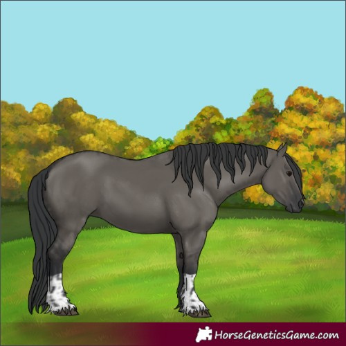 Horse Color:Grullo  and Grullo 