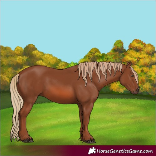 Horse Color:Chestnut 