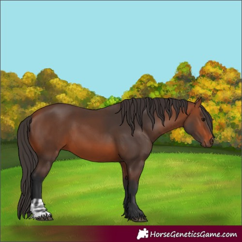 Horse Color:Bay  and Bay 