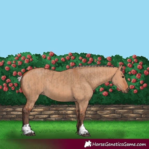 Horse Color:Bay Dun  and Silver Bay Dun 