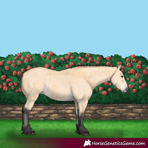 Horse Color:Buckskin and Buckskin