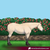 Horse Color:Buckskin  and Buckskin 