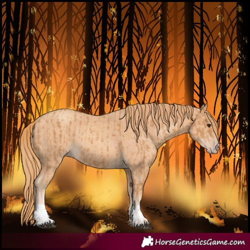 Horse Color:Chestnut  and Gold Champagne 