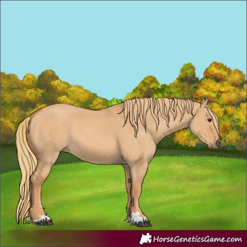 Horse Color:Red Dun