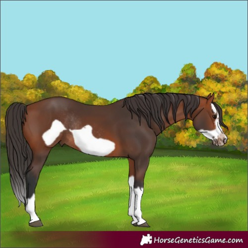 Horse Color:Bay Splash Frame Rabicano