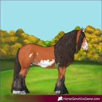 Horse Color:Bay and Bay Frame