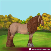 Horse Color:Red Dun  and Red Dun Rabicano 